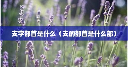 支字部首是什么（支的部首是什么部）