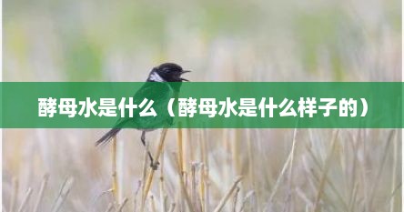 酵母水是什么（酵母水是什么样子的）