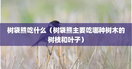 树袋熊吃什么（树袋熊主要吃哪种树木的树枝和叶子）