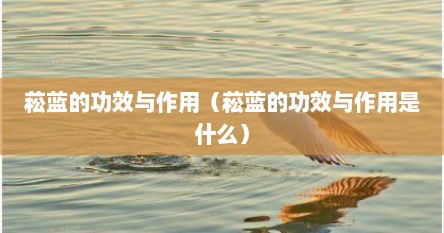菘蓝的功效与作用（菘蓝的功效与作用是什么）