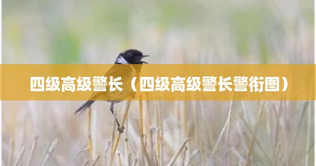 四级高级警长（四级高级警长警衔图）
