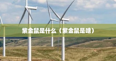 紫金鼠是什么（紫金鼠是啥）