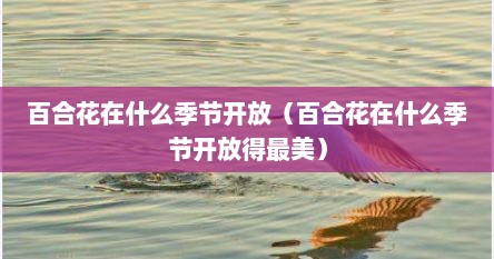 百合花在什么季节开放（百合花在什么季节开放得最美）