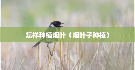 怎样种植烟叶（烟叶子种植）