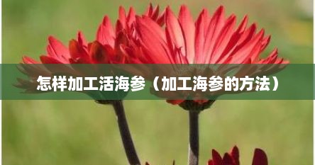 怎样加工活海参（加工海参的方法）