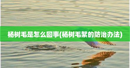 杨树毛是怎么回事(杨树毛絮的防治办法)
