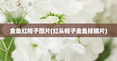 金鱼红帽子图片(红头帽子金鱼掉鳞片)