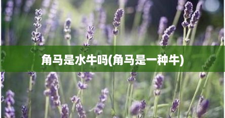 角马是水牛吗(角马是一种牛)