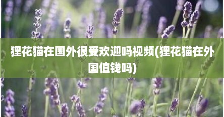 狸花猫在国外很受欢迎吗视频(狸花猫在外国值钱吗)