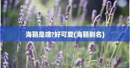 海鞘是啥?好可爱(海鞘别名)