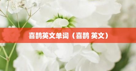 喜鹊英文单词（喜鹊 英文）