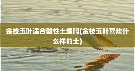 金枝玉叶适合酸性土壤吗(金枝玉叶喜欢什么样的土)