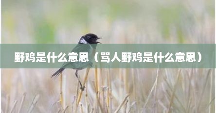 野鸡是什么意思（骂人野鸡是什么意思）