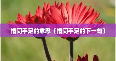 情同手足的含义（情同手足下一句还有什么）