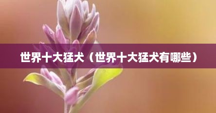 世界十大猛犬排名图片大全（世界十大猛犬之一）