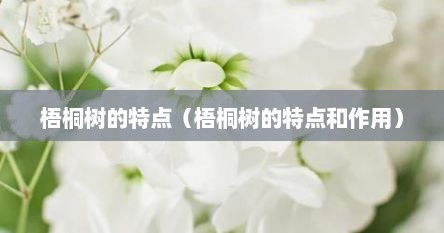 梧桐树的特点（梧桐树的特点和作用）