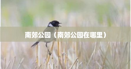 南郊公园（南郊公园在哪里）