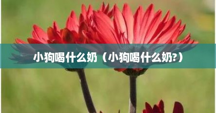 小狗喝什么奶（小狗喝什么奶?）