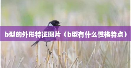 b型的外形特征图片（b型有什么性格特点）