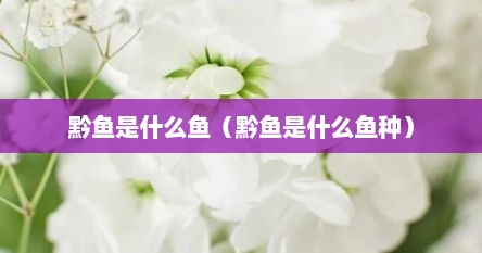 黔鱼是什么鱼（黔鱼是什么鱼种）