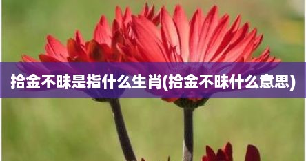 拾金不昧是指什么生肖(拾金不昧什么意思)