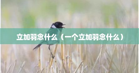 立加羽念什么（一个立加羽念什么）
