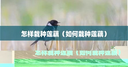 怎样栽种莲藕（如何栽种莲藕）