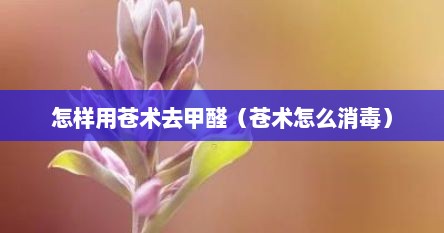 怎样用苍术去甲醛（苍术怎么消毒）