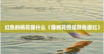 红色的桃花像什么（像桃花但是颜色很红）