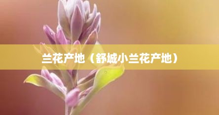 兰花产地（舒城小兰花产地）