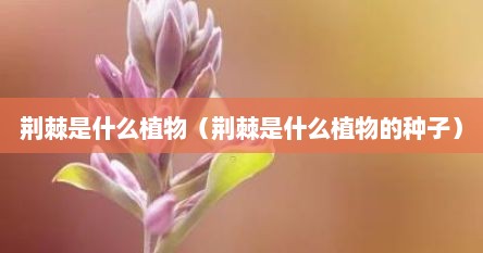 荆棘是什么植物（荆棘是什么植物的种子）