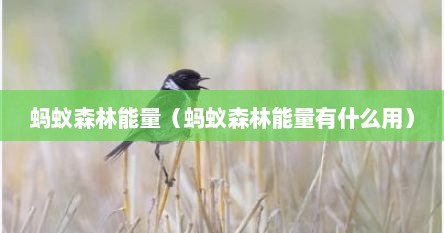 蚂蚁森林能量（蚂蚁森林能量有什么用）