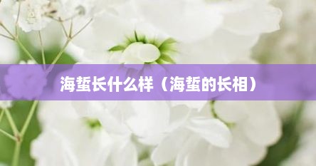 海蜇长什么样（海蜇的长相）