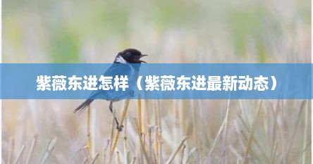 紫薇东进怎样（紫薇东进最新动态）