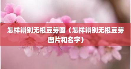 怎样辨别无根豆芽图（怎样辨别无根豆芽图片和名字）
