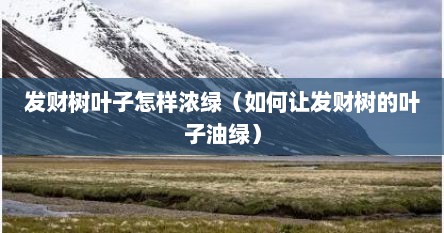 发财树叶子怎样浓绿（如何让发财树的叶子油绿）