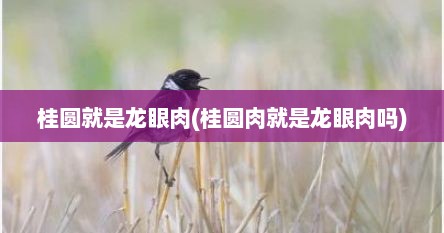 桂圆就是龙眼肉(桂圆肉就是龙眼肉吗)