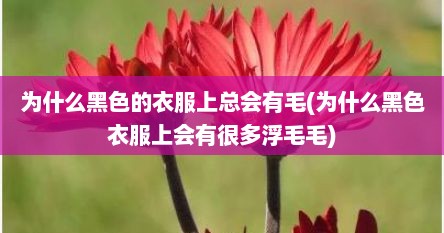 为什么黑色的衣服上总会有毛(为什么黑色衣服上会有很多浮毛毛)