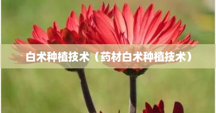 白术种植技术（药材白术种植技术）