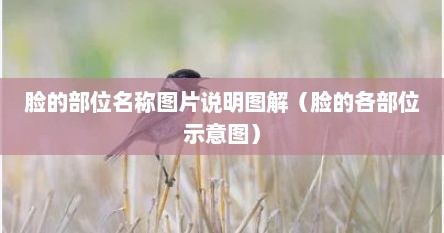 脸的部位名称图片说明图解（脸的各部位示意图）