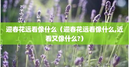 迎春花远看像什么（迎春花远看像什么,近看又像什么?）