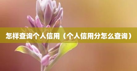 怎样查询个人信用（个人信用分怎么查询）