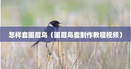 怎样套画眉鸟（画眉鸟套制作教程视频）