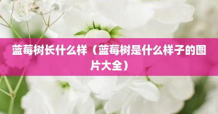 蓝莓树长什么样（蓝莓树是什么样子的图片大全）