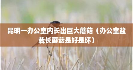 昆明一办公室内长出巨大蘑菇(办公室盆栽长蘑菇是好是坏) 昆明一办公室内长出巨大蘑菇(办公室盆栽长蘑菇是好是坏)