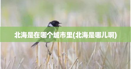 北海是在哪个城市里(北海是哪儿啊)
