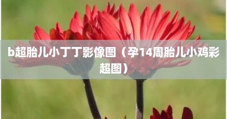 b超胎儿小丁丁影像图（孕14周胎儿小鸡彩超图）