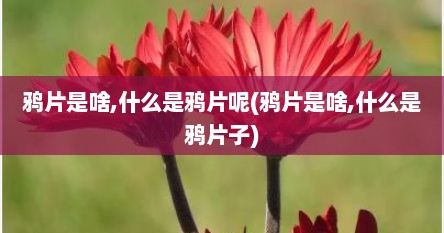 鸦片是啥,什么是鸦片呢(鸦片是啥,什么是鸦片子)