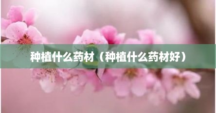 种植什么药材（种植什么药材好）