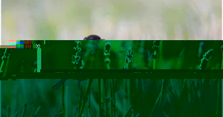 至死不渝瑞兹（至死不渝瑞兹多少钱）